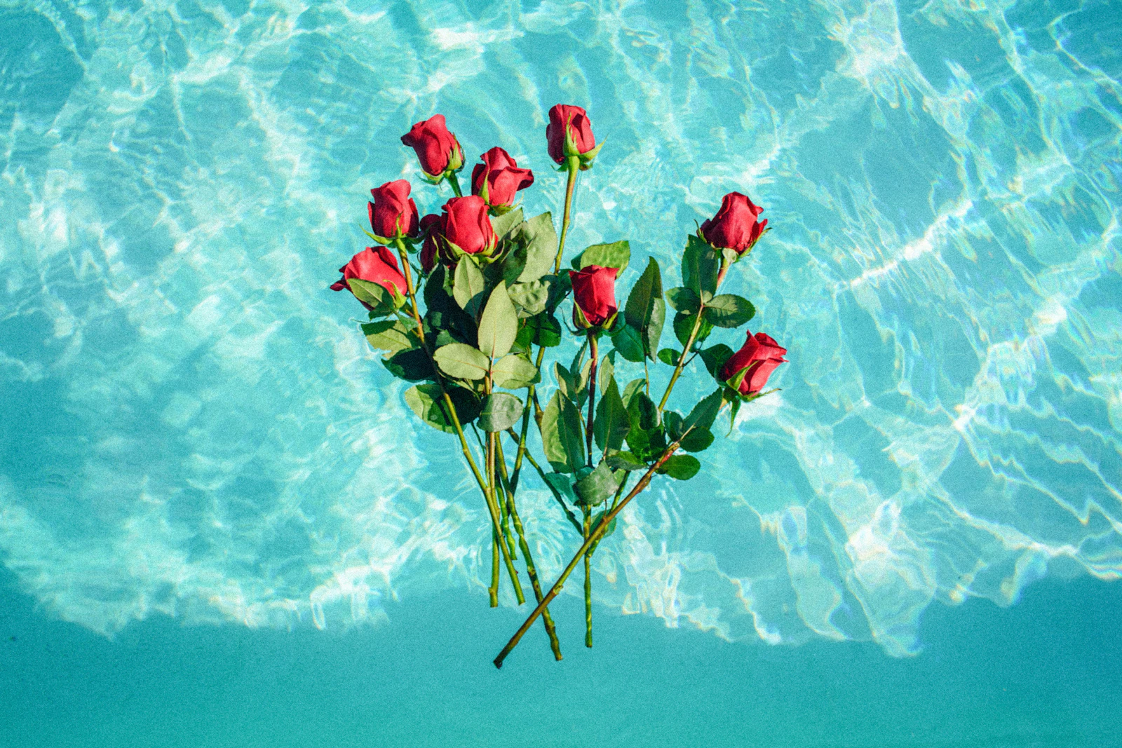 Un bouquet de roses rouges flottant sur l’eau